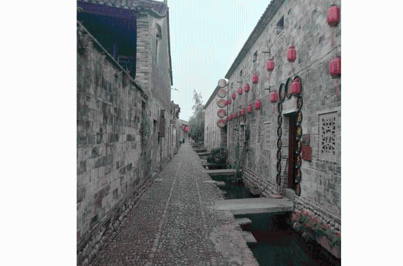 漂亮鹦鹉救援